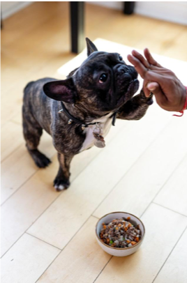 The Raw Facts About Dog Food