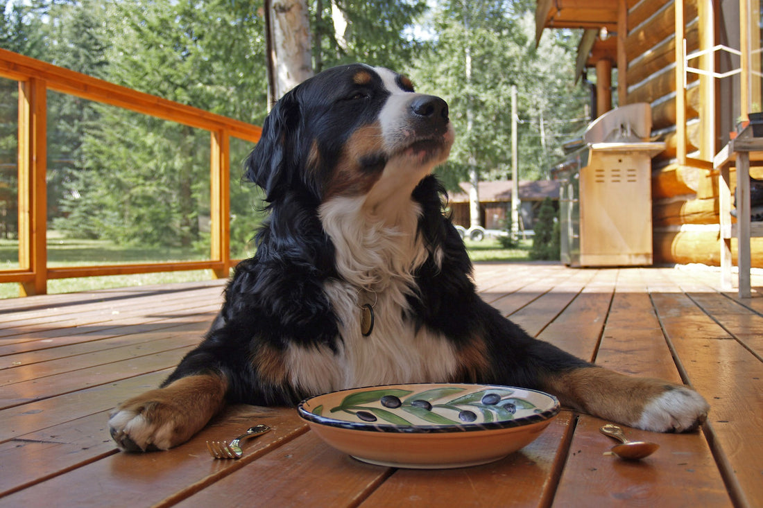 Shine with Health: Restore your Dog’s Coat with a Raw Meat Diet 
