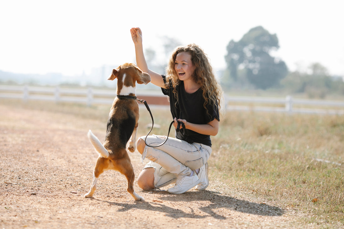Positive Reinforcement Training For Dogs