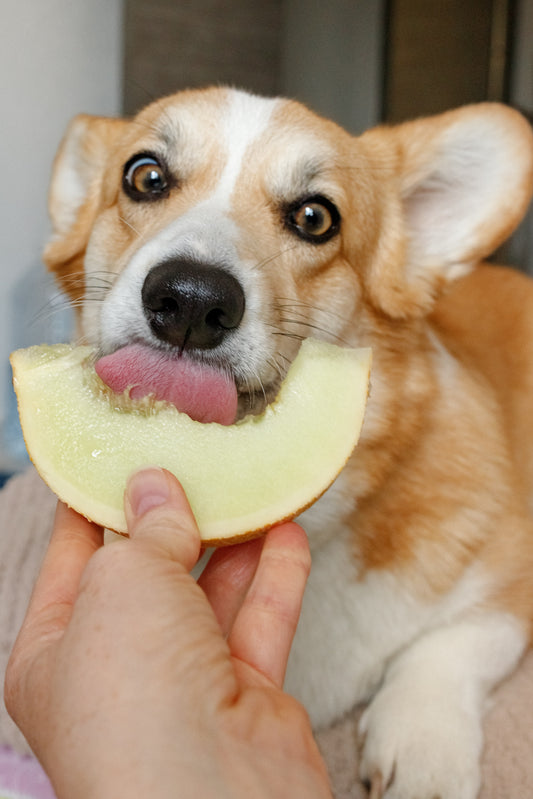 Do Dogs Need Fruits And Vegetables In Their Diet?